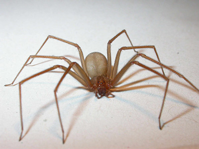 arañas